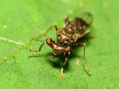 Diopsidae by (c) Katja Schulz, some rights reserved (CC BY). Used under a CC-BY license.