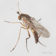 Calyxochaetus nodatus by (c) Victor Engel, some rights reserved (CC BY), uploaded by Victor Engel. Used under a CC-BY license.