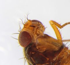 Scaptomyza graminum by (c) carnifex, some rights reserved (CC BY), uploaded by carnifex. Used under a CC-BY license.