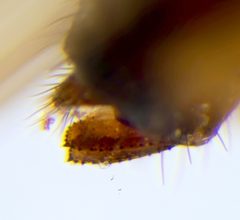 Scaptomyza graminum by (c) carnifex, some rights reserved (CC BY), uploaded by carnifex. Used under a CC-BY license.