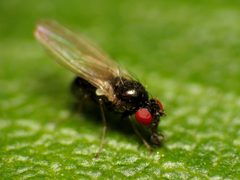 Camillidae by (c) Katja Schulz, some rights reserved (CC BY). Used under a CC-BY license.