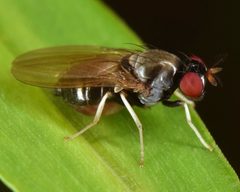 Melanomyza femoralis by (c) skitterbug, some rights reserved (CC BY), uploaded by skitterbug. Used under a CC-BY license.