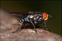 Sarcophagidae by (c) RAP, some rights reserved (CC BY), uploaded by RAP. Used under a CC-BY license.