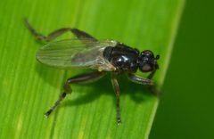Sphaeroceridae by (c) Steve Kerr, some rights reserved (CC BY), uploaded by Steve Kerr. Used under a CC-BY license.