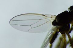 Sphaeroceridae by (c) Steve Kerr, some rights reserved (CC BY), uploaded by Steve Kerr. Used under a CC-BY license.