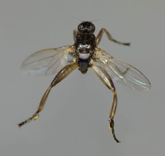 Sphaeroceridae by (c) Steve Kerr, some rights reserved (CC BY), uploaded by Steve Kerr. Used under a CC-BY license.