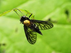 Chrysopilus by (c) Katja Schulz, some rights reserved (CC BY), uploaded by Katja Schulz. Used under a CC-BY license.
