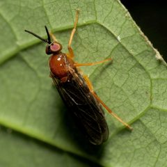 Rachicerus fulvicollis by (c) Katja Schulz, some rights reserved (CC BY). Used under a CC-BY license.