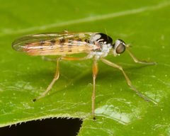 Brachystoma robertsonii by (c) skitterbug, some rights reserved (CC BY), uploaded by skitterbug. Used under a CC-BY license.