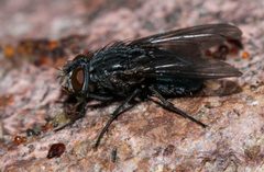 Calliphora coloradensis by (c) Andrew Meeds, some rights reserved (CC BY), uploaded by Andrew Meeds. Used under a CC-BY license.