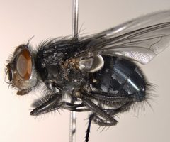 Calliphora coloradensis by (c) Andrew Meeds, some rights reserved (CC BY), uploaded by Andrew Meeds. Used under a CC-BY license.