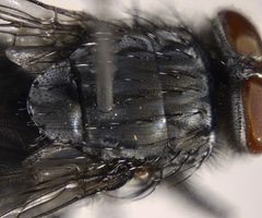 Calliphora coloradensis by (c) Andrew Meeds, some rights reserved (CC BY), uploaded by Andrew Meeds. Used under a CC-BY license.