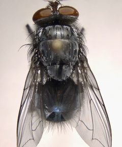 Calliphora coloradensis by (c) Andrew Meeds, some rights reserved (CC BY), uploaded by Andrew Meeds. Used under a CC-BY license.
