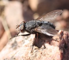 Calliphora by (c) Andrew Meeds, some rights reserved (CC BY), uploaded by Andrew Meeds. Used under a CC-BY license.