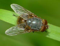 Calliphora by (c) Steve Kerr, some rights reserved (CC BY), uploaded by Steve Kerr. Used under a CC-BY license.