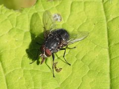 Calliphora by (c) Michael Knapp, some rights reserved (CC BY), uploaded by Michael Knapp. Used under a CC-BY license.