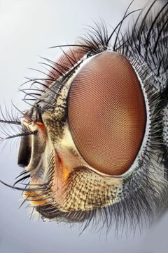 Calliphora by (c) Martin Cooper, some rights reserved (CC BY). Used under a CC-BY license.