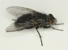Calliphora latifrons by (c) Andrew Meeds, some rights reserved (CC BY), uploaded by Andrew Meeds. Used under a CC-BY license.