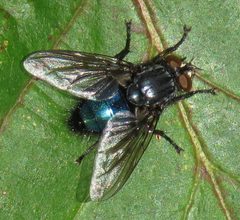 Cynomya cadaverina by (c) Nick Block, some rights reserved (CC BY), uploaded by Nick Block. Used under a CC-BY license.