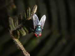 Chrysomya megacephala by (c) Ryan Watson, some rights reserved (CC BY), uploaded by Ryan Watson. Used under a CC-BY license.