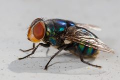 Chrysomya megacephala by (c) portioid, some rights reserved (CC BY), uploaded by portioid. Used under a CC-BY license.