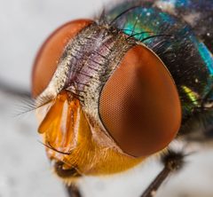 Chrysomya megacephala by (c) portioid, some rights reserved (CC BY), uploaded by portioid. Used under a CC-BY license.