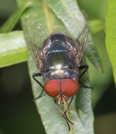 Chrysomya megacephala by no rights reserved, uploaded by Jesse Rorabaugh. Used under a CC0 license.
