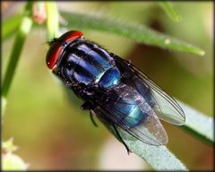 Cochliomyia by (c) Kathleen Franklin, some rights reserved (CC BY). Used under a CC-BY license.