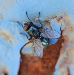 Protophormia terraenovae by (c) Even Dankowicz, some rights reserved (CC BY), uploaded by Even Dankowicz. Used under a CC-BY license.