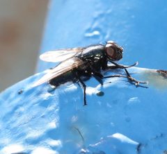 Protophormia terraenovae by (c) Even Dankowicz, some rights reserved (CC BY), uploaded by Even Dankowicz. Used under a CC-BY license.