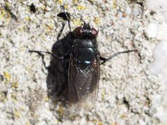 Protophormia terraenovae by (c) Michael Knapp, some rights reserved (CC BY), uploaded by Michael Knapp. Used under a CC-BY license.