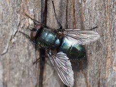 Protophormia terraenovae by (c) Michael Knapp, some rights reserved (CC BY), uploaded by Michael Knapp. Used under a CC-BY license.