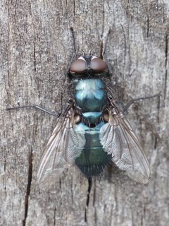 Protophormia terraenovae by (c) Michael Knapp, some rights reserved (CC BY), uploaded by Michael Knapp. Used under a CC-BY license.