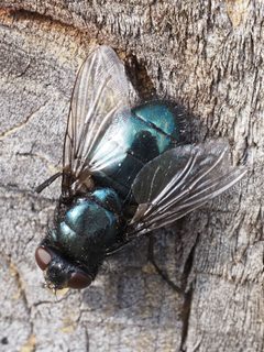 Protophormia terraenovae by (c) Michael Knapp, some rights reserved (CC BY), uploaded by Michael Knapp. Used under a CC-BY license.