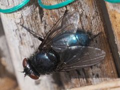 Protophormia terraenovae by (c) Michael Knapp, some rights reserved (CC BY), uploaded by Michael Knapp. Used under a CC-BY license.