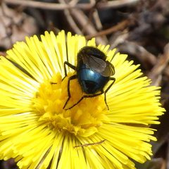 Protophormia terraenovae by (c) Ben Armstrong, some rights reserved (CC BY), uploaded by Ben Armstrong. Used under a CC-BY license.