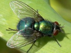 Lucilia bufonivora by (c) Peter Chen 2.0, some rights reserved (CC BY), uploaded by Peter Chen 2.0. Used under a CC-BY license.