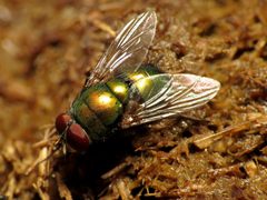 Lucilia coeruleiviridis by (c) Katja Schulz, some rights reserved (CC BY). Used under a CC-BY license.