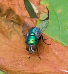 Lucilia coeruleiviridis by no rights reserved, uploaded by Glenn Berry. Used under a CC0 license.