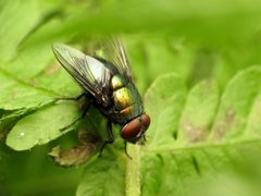 Lucilia illustris by (c) Katja Schulz, some rights reserved (CC BY), uploaded by Katja Schulz. Used under a CC-BY license.
