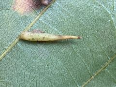 Caryomyia supina by (c) Emily Summerbell, some rights reserved (CC BY), uploaded by Emily Summerbell. Used under a CC-BY license.