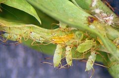 Aphidoletes aphidimyza by (c) Whitney Cranshaw, Colorado State University., some rights reserved (CC BY). Used under a CC-BY license.