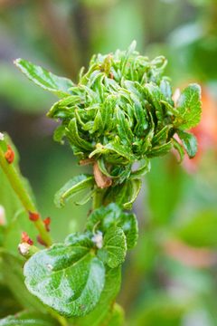 Asphondylia ceanothi by (c) Ken-ichi Ueda, some rights reserved (CC BY), uploaded by Ken-ichi Ueda. Used under a CC-BY license.