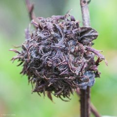 Asphondylia ceanothi by (c) Ken-ichi Ueda, some rights reserved (CC BY), uploaded by Ken-ichi Ueda. Used under a CC-BY license.