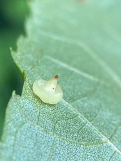 Caryomyia arcuata by (c) Emily Summerbell, some rights reserved (CC BY), uploaded by Emily Summerbell. Used under a CC-BY license.