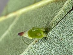 Caryomyia caryaecola by (c) Emily Summerbell, some rights reserved (CC BY), uploaded by Emily Summerbell. Used under a CC-BY license.