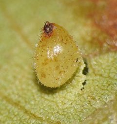 Caryomyia eumaris by no rights reserved, uploaded by Yann Kemper. Used under a CC0 license.
