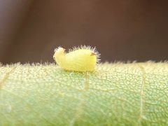 Caryomyia eumaris by (c) Emily Summerbell, some rights reserved (CC BY), uploaded by Emily Summerbell. Used under a CC-BY license.