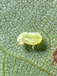 Caryomyia eumaris by (c) Emily Summerbell, some rights reserved (CC BY), uploaded by Emily Summerbell. Used under a CC-BY license.