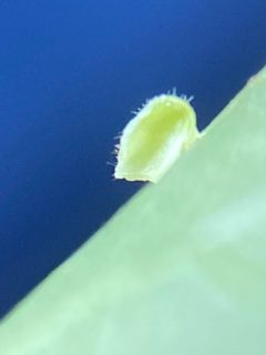 Caryomyia eumaris by (c) Emily Summerbell, some rights reserved (CC BY), uploaded by Emily Summerbell. Used under a CC-BY license.